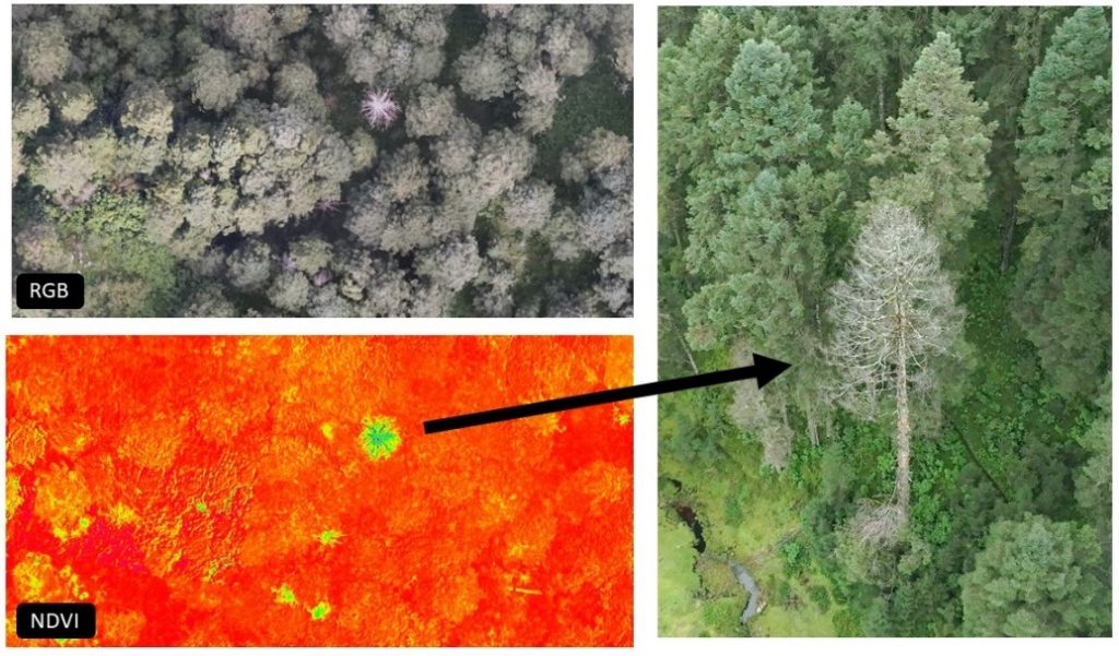 Los árboles afectados son claramente visibles con NDVI gracias al M3M