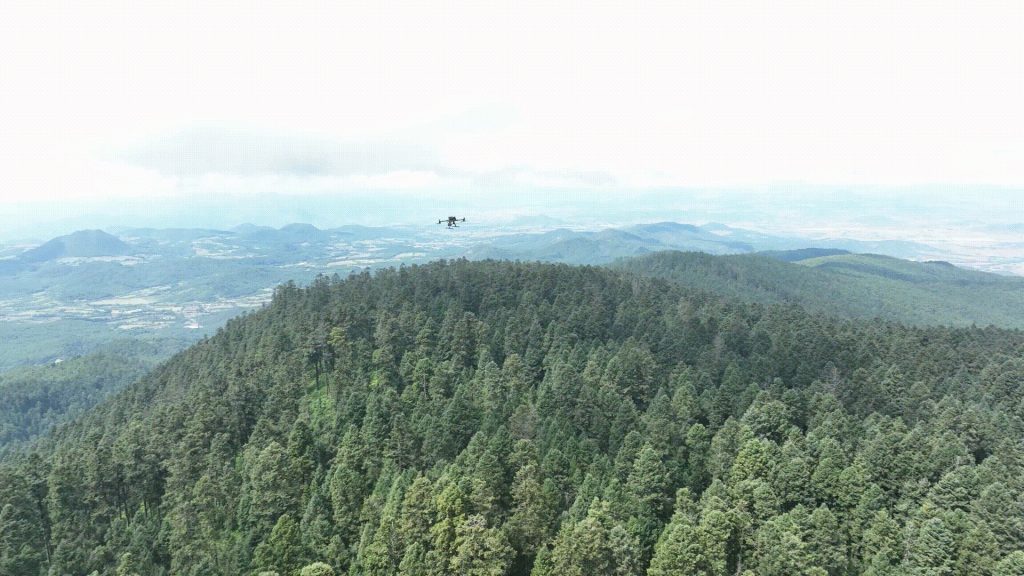 Matrice 300 RTK flying over the Monarch Butterfly Biosphere Reserve