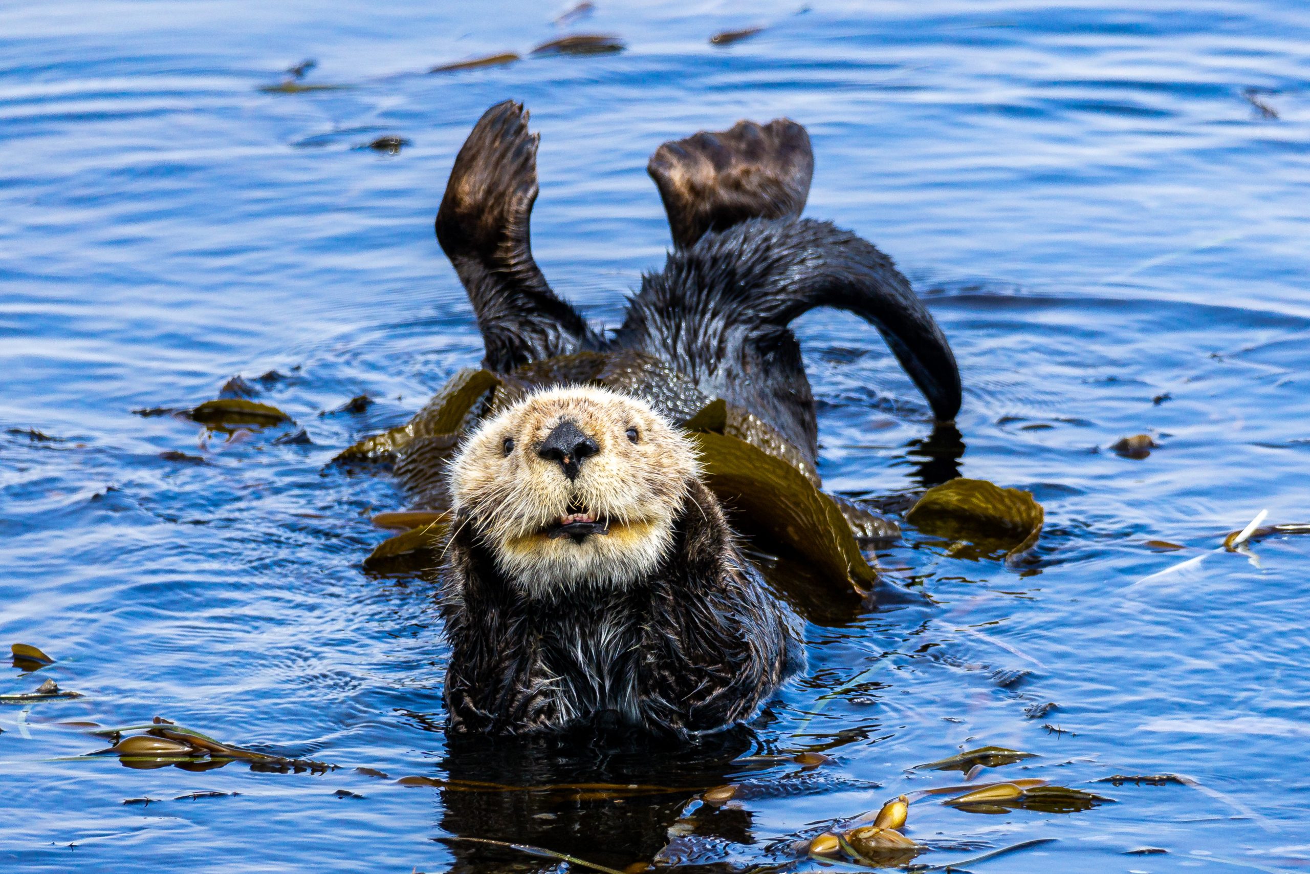 The Comedy Wildlife Photography Awards 2023
Emeline Robert-Pottorff
Mountain View
United States

Title: "I just think you're otter this world!"
Description: I took this photo last July during my trip to Morro Bay, California. I went to Morro Rock, the main landmark in the area, and saw a raft of about twenty to thirty sea otters very close to shore. I felt so lucky to be able to see them in the wild and I spent many hours over several days observing them, although they spent most of their time sleeping! While most of the otters were sleeping, this one was awake and rolling around in the water. It looked like the otter was looking directly at me and striking a pose for the camera!
Animal: Sea Otter
Location of shot: Morro Bay, California, USA