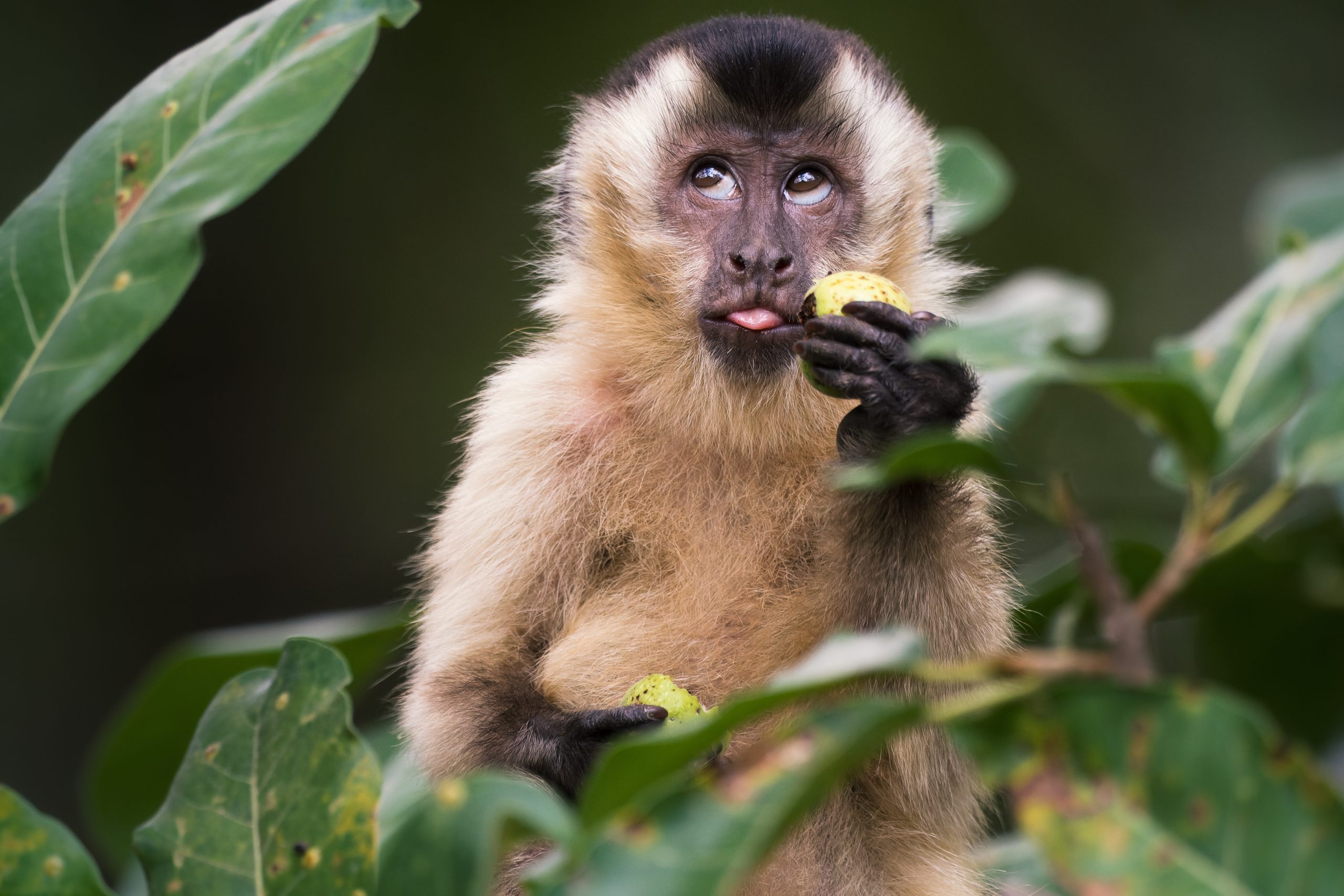 The Comedy Wildlife Photography Awards 2023
Jo De Pauw
Ghent
Belgium

Title: Oops, did I pick your candy?
Description: Hooded Capuchins are social animals, but when they come across a tree with ripe fruit, they rush to pick the sweetest candy. The expression on the face of this youngster reveals that she did something that mommy doesn't like much.
Animal: Hooded Capuchin
Location of shot: Pantanal (Brasil)