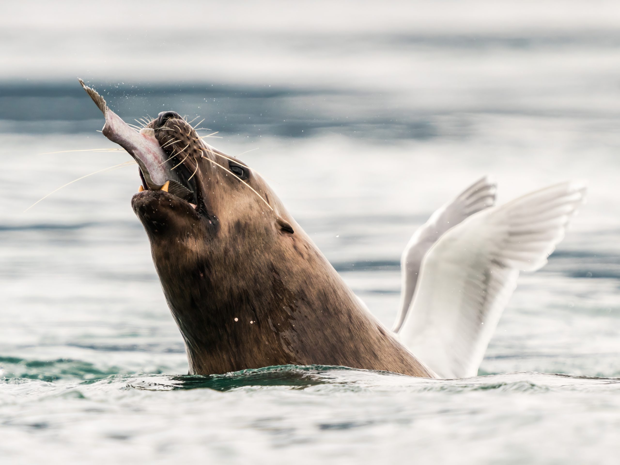 The Comedy Wildlife Photography Awards 2023
Michael Rigney
San Diego


Title: Sea Flyin'
Description: Cruising the Inian Islands in Southeast Alaska we see lots of carnage. Steller Sea Lions feasting on fish ripped from the depths by tides and currents in these famously tumultuous seas. The gulls stick close by to help clean up the messy eaters and this one lined up perfectly.
Animal: Steller Sea Lion
Location of shot: Southeast Alaska