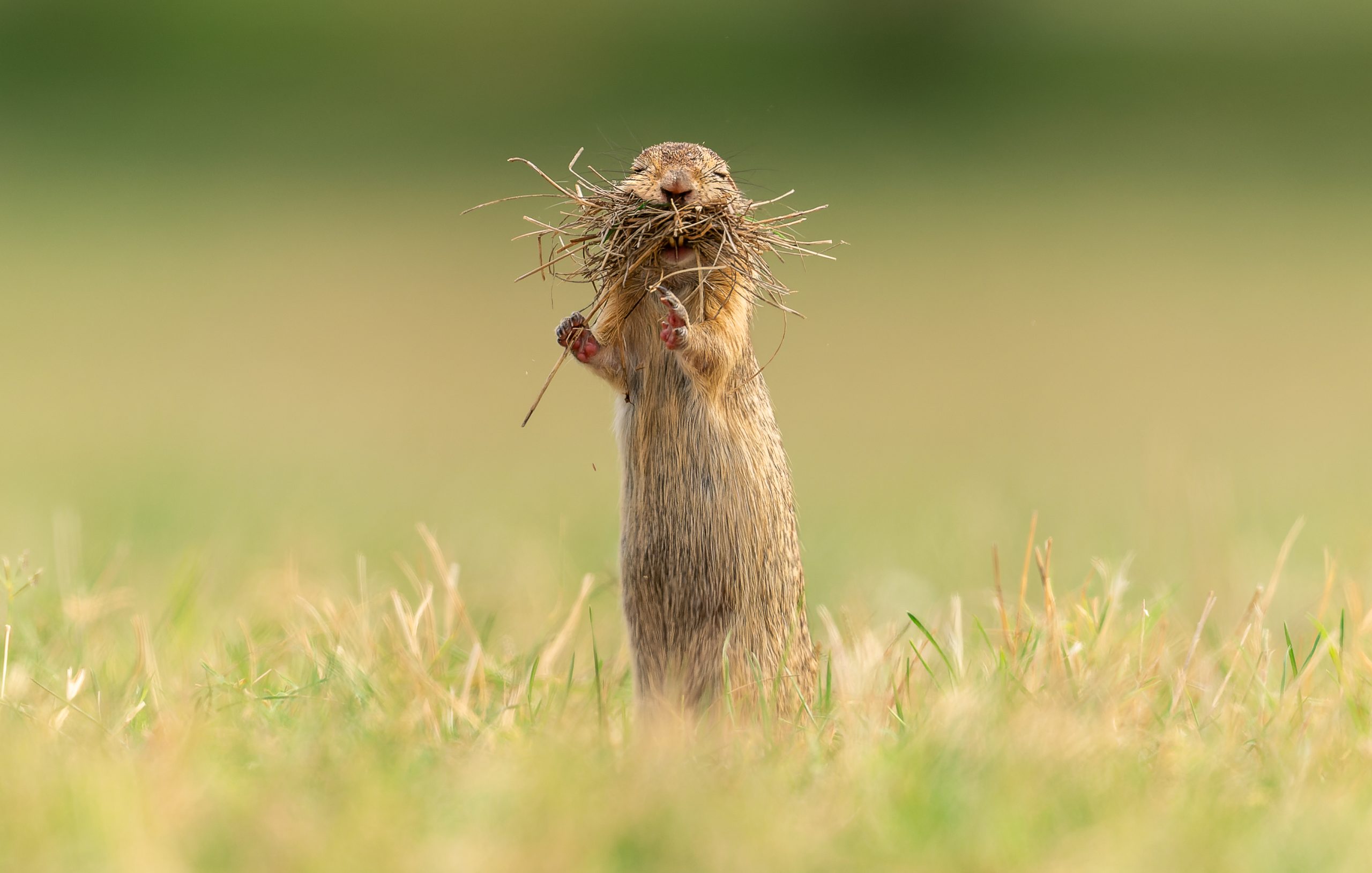 The Comedy Wildlife Photography Awards 2023
Tímea Ambrus
Budapest
Hungary

Title: Sleepy
Description: One late summer day, a ground squirrel began to collect dry grass in preparation for hibernation. During the busy work, he got tired and took a nap.
Animal: ground squirrel
Location of shot: Hungary