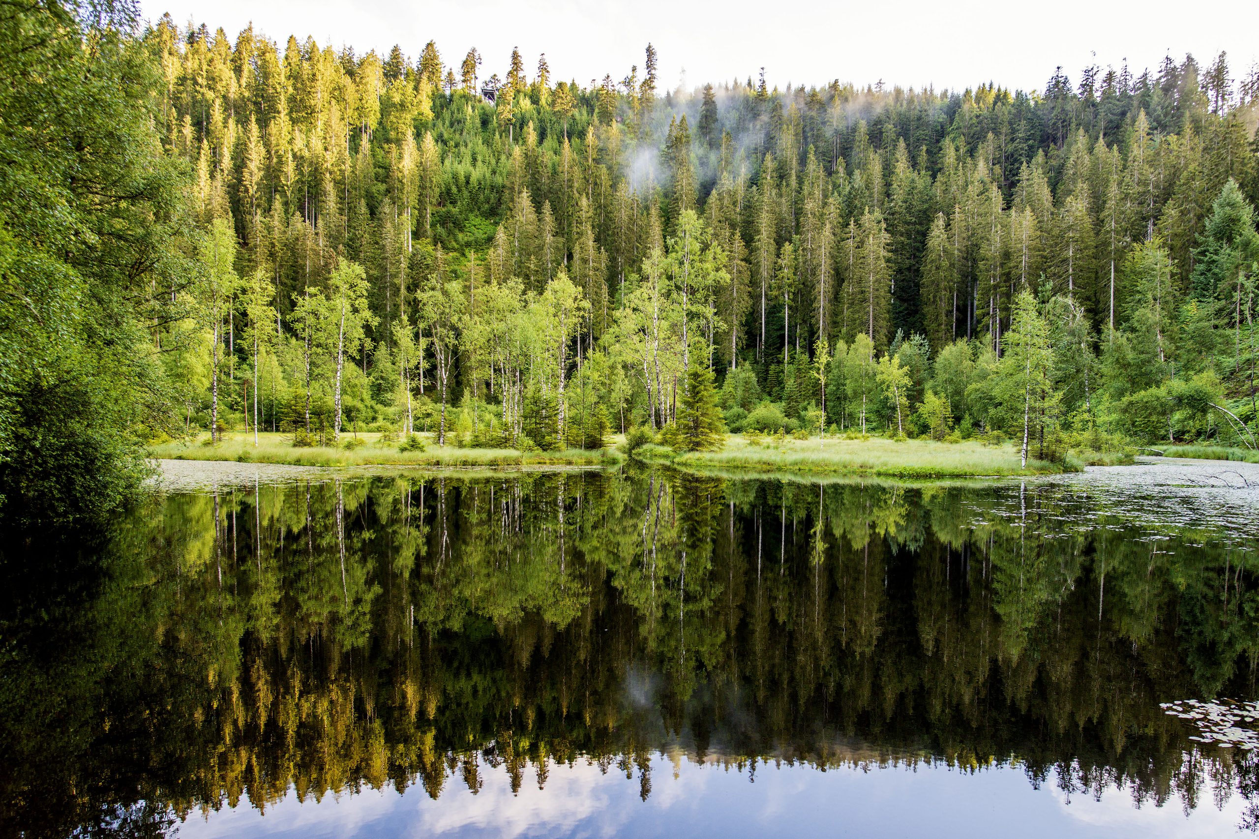 Alta Selva Negra: un lago de bosque claro en las montañas. DZT/Michael Neumann