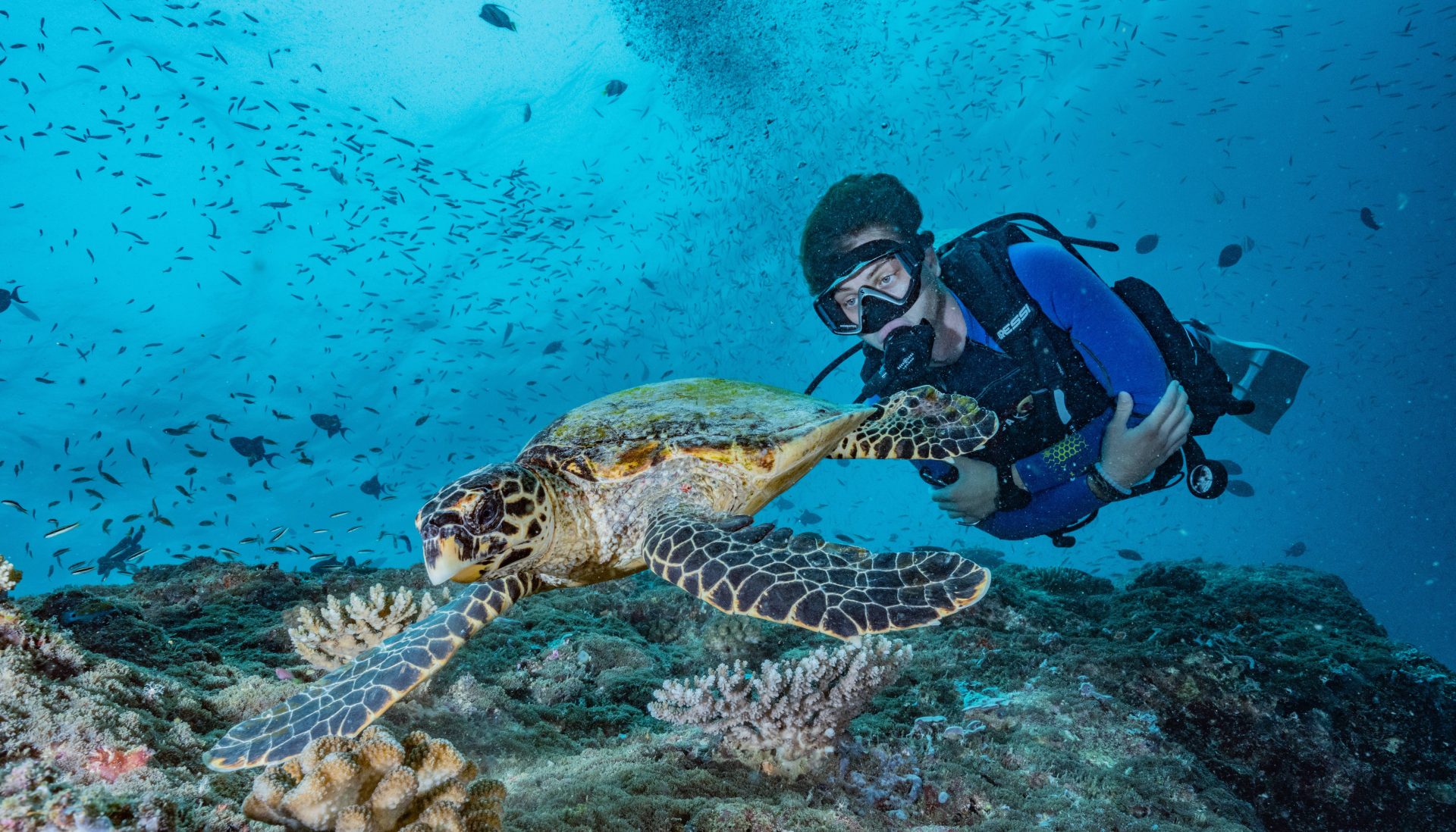 Scuba Finders es una plataforma que ofrece varias ventajas a los entusiastas del buceo